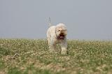 LAGOTTO 067